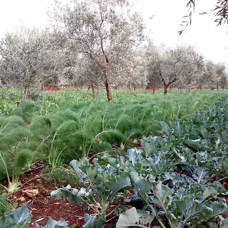 Masseria Don Sante *