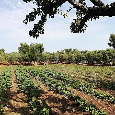 Masseria Don Sante Casa di campagna
